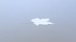 Leaf