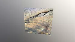 Lizard