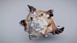 Murex Shell