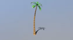 Palm