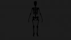 Skeleton