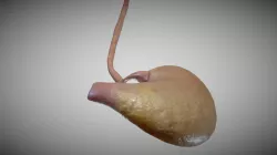 Stomach and Esophagus