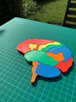 Brain Anatomy Puzzle
