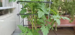 Clip for support of plants / tomato grid