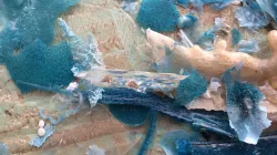fish stomach