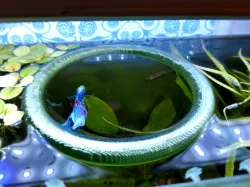 Floating Fish Feeding Ring - Betta Tank