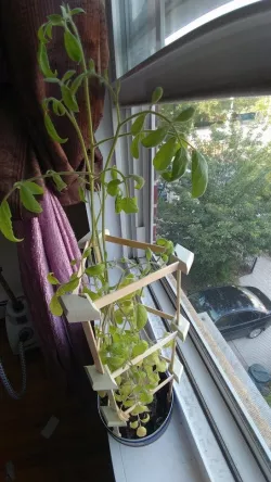 Pop-Trellis