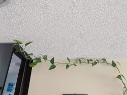 Ceiling Hook for Plants