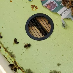 Hive Top Queen Excluder