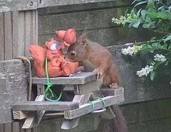 Squirrel feeder Scrat