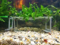 Aquarium Plant Risers