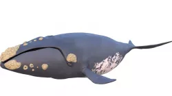Eubalaena(Right Whale)
