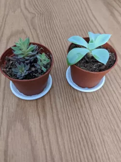 Small Planter Dish