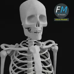 Anatomy - Complete Human Skeleton 3D model