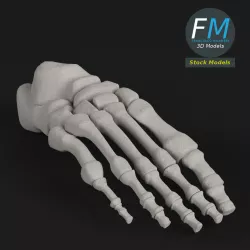 Anatomy - Human Foot Bones 3D model