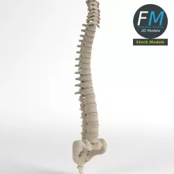 Anatomy - Human Spine 2 3D model