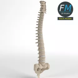 Anatomy - Human Spine 3 3D model