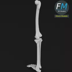Anatomy - Leg and Foot bones Low-poly  3D model