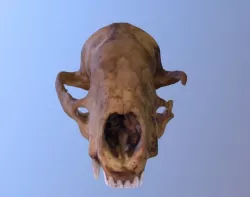 Badger Skull Scan 3D model