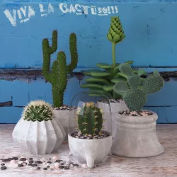 Cactus Set 3D model