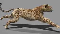 Cheetah with realistic fur Low-poly  3D model
