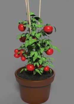 Cherry tomato in a pot 3D model