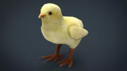Chick Low-poly  3D model
