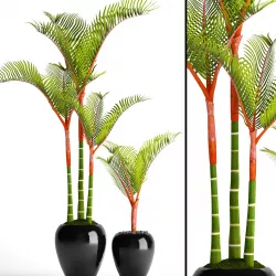 Cyrtostachys renda palm 3D model