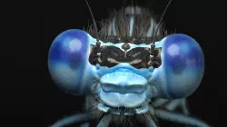 Damselfly rigged and animated for Cinema 4d 3D model
