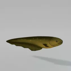 Electric Eel Low-poly  3D model