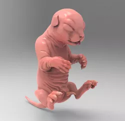 Fetal Kitten Cat Fetus 3D model