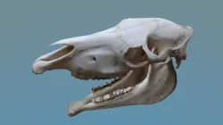 Full Horse Skull 3D model