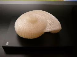 Giant snail shell