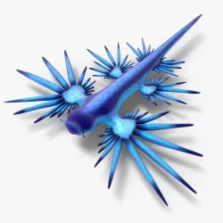 Glaucus atlanticus Low-poly  3D model