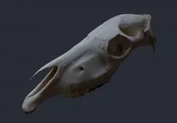 Horse Upper Skull Scan 3D model