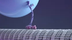 Kinesin Walking Protein 3D model