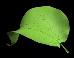 Leaf