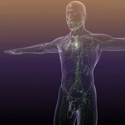 Lymphatic System in Human Body 3D model