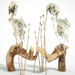 Parrot Skeleton 3D scanned 3D model