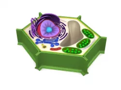 Plant Cell 3D model