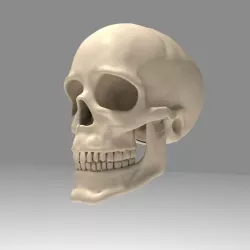 Realistic Human Skull Low-poly  3D model