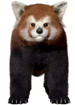 Red panda with realistic fur 3D model