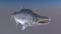 Salmon Model With A Rig 3D model