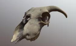 Sheep Skull Scan 3D model