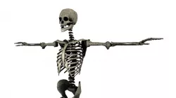SKELETON Low-poly  3D model