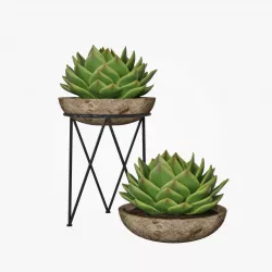 Succulent 01 3D model