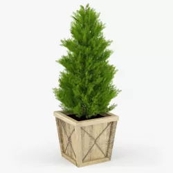 Thuja 3D model