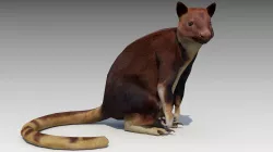 Tree-kangaroo 3D model