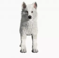 Wolf baby with realistic fur Low-poly  3D model