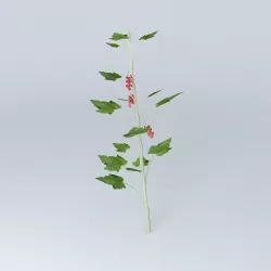 3D gooseberry bush fruit tree fruit 3D model